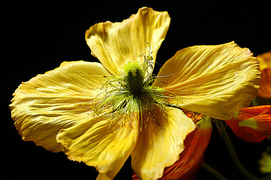 Iceland Poppy