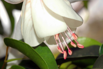 white fushia