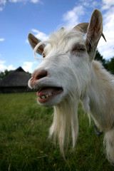 Fototapeta premium a goat