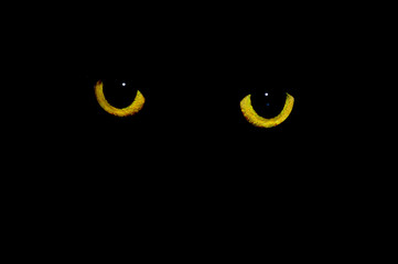 cat eyes