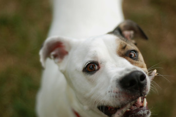 dog pulling on stick
