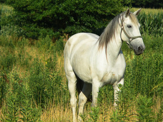 Obraz na płótnie Canvas piękny biały koń na pastwisku
