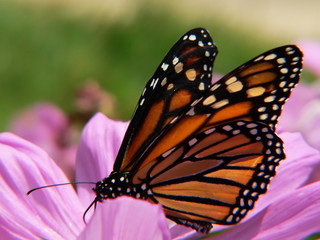 closeup of a monarch butterfly