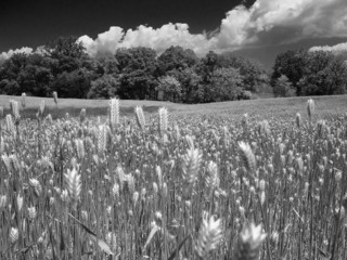 black and white wheat field