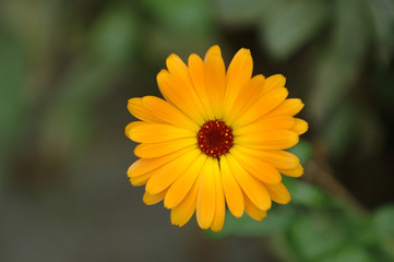 calendula