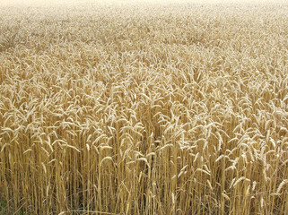 champ de blé (champblé0001—g.jpg)