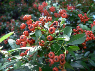 red berries