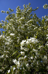 wild apple tree coverd by flowers