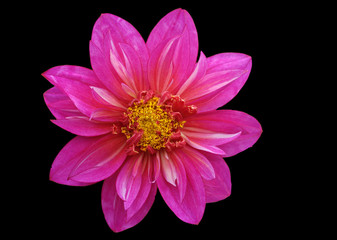 dahlia