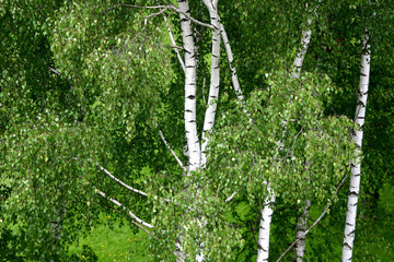 Naklejka premium birches in a late springtime