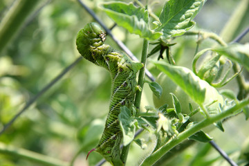 huge tomato hornworm