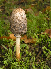 autumn mushroom