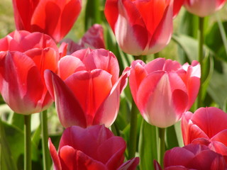 Fototapeta premium blooming tulip
