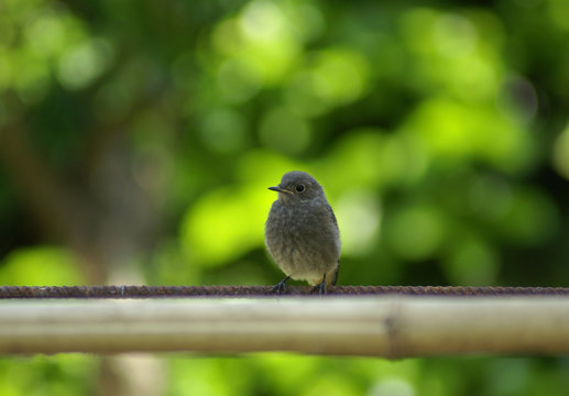 rouge queue noir