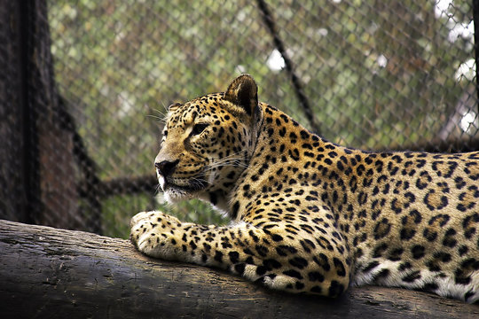 leopard