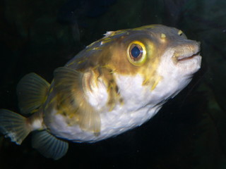 blow fish