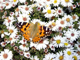 butterfly in daisywheel