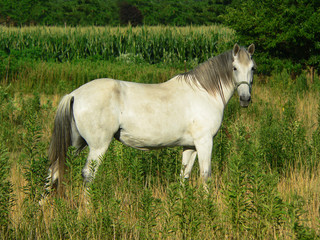 beautiful white horse in pasture