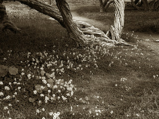 timeless spring meadow