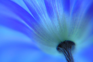 blue anemone