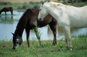 Obraz na płótnie Canvas dwa konie