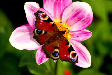 papillon paon sur une dahlia