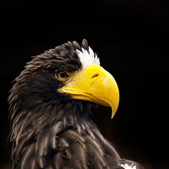 eagle portrait