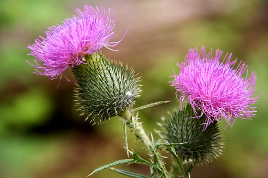 Flower Burr