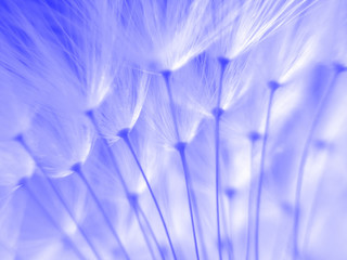graines de pissenlit bleu