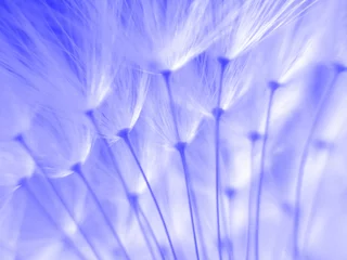 Papier Peint photo Dent de lion et leau graines de pissenlit bleu