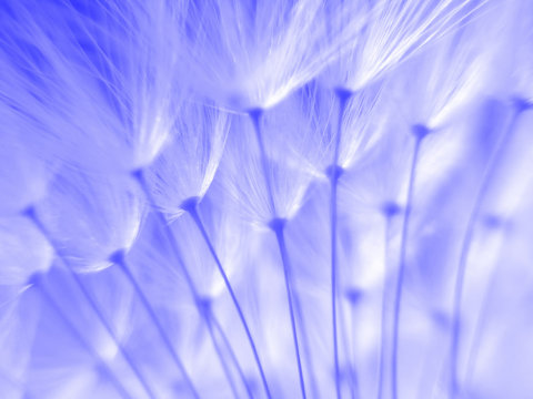blue dandelion seeds