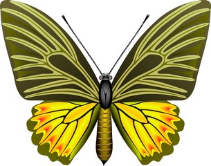 butterfly