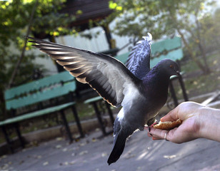 courageous pigeon