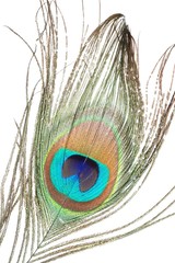 peacock feather