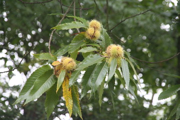 branche de chataignier