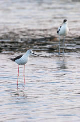 cigüeñuela (himantopus himantopus) y avoceta (recu