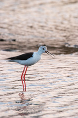 cigüeñuela (himantopus himantopus)