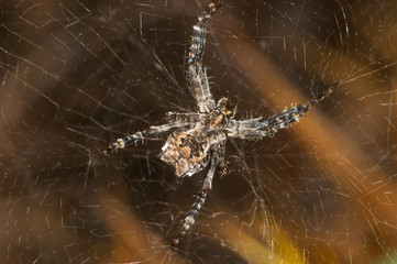 araña cyrtophora citricola