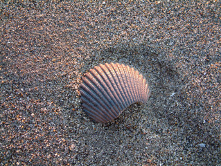 camoflauged shell