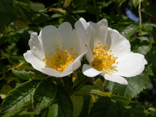 field rose (rosa arvensis).