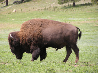 buffalo or bison