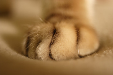 cat's paw 1