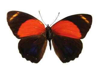 another colorful peruvian butterfly, isolated agai