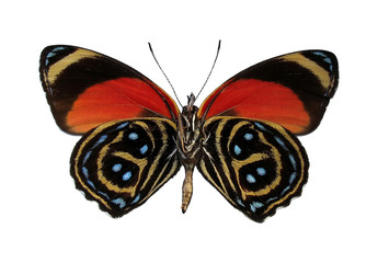 colorful peruvian butterfly, isolated against whit