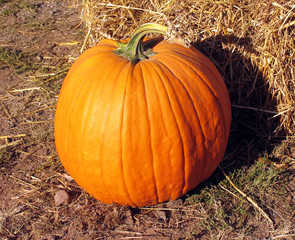 pumpkin leaning against bale of hay, landscape vie