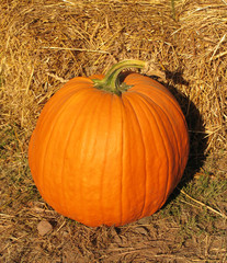 pumpkin leaning against bale of hay, portrait view