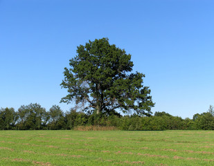 peaceful field with giant tree