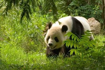 Fotobehang Panda reuzenpanda 1