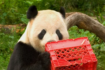 Crédence de cuisine en verre imprimé Panda giant panda with milk crate