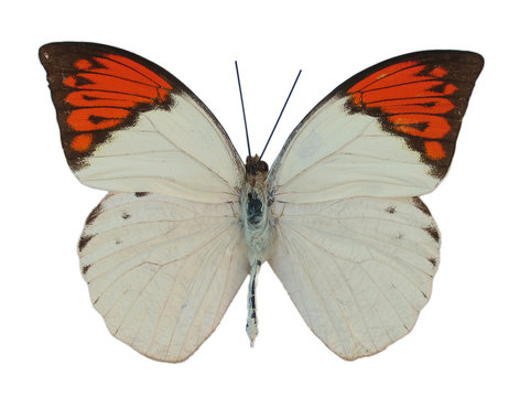 great orange tip butterfly, isolated against white